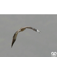 گونه عقاب پر پا Booted Eagle 